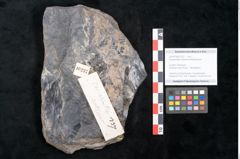 Foto (Objekt + Etikett) von Casuarinites cretaceus Ettingshausen (NHMW-GEO-2024-0188-10237)